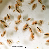 Daphnia_Lebendfutter