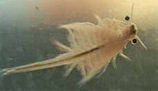 Artemia Salina