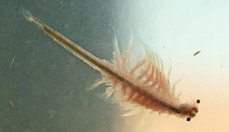Artemia Salina