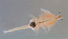 Artemia Salina Paarung