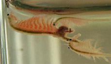 Artemia Salina Paarung
