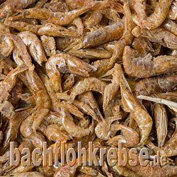 Garnelen (River Shrimps)