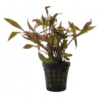 Alternanthera reineckii im Topf