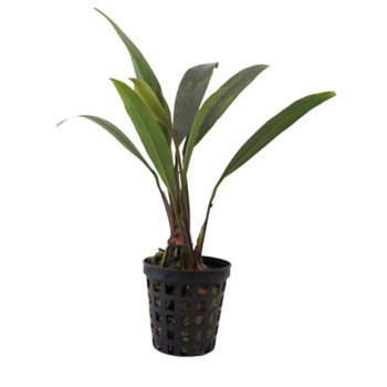 Anubias barteri var. angustifolia im Topf