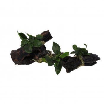 Anubias auf Wurzel / Holz