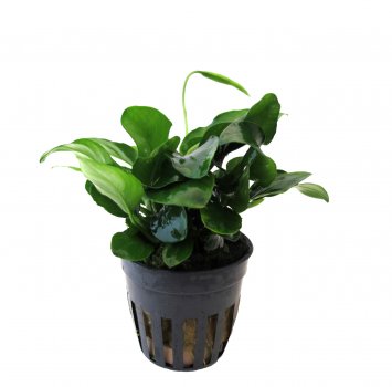 Anubias Nana im Topf