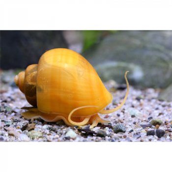Apfelschnecke Gold / Gelb