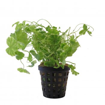 Cardamine lyrata im Topf