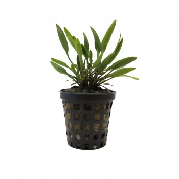 Cryptocoryne x willisii / Cryptocoryne nevillii im Topf