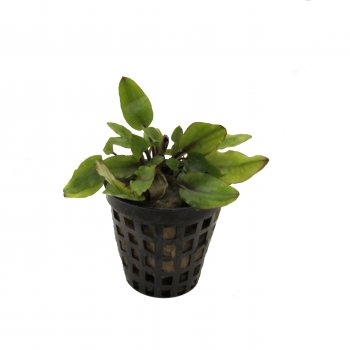 Cryptocoryne wendtii green im Topf