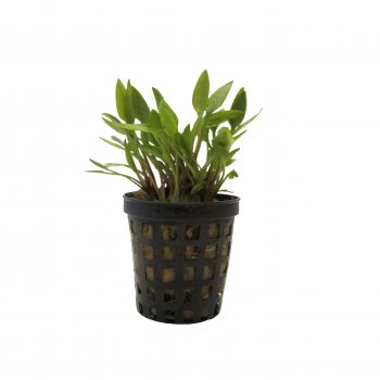 Cryptocoryne willisii im Topf