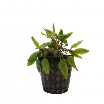 Cryptocoryne undulata im Topf