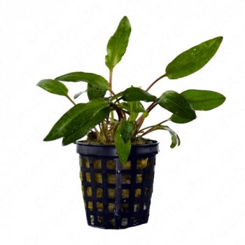 Cryptocoryne wendtii Mi Oya im Topf