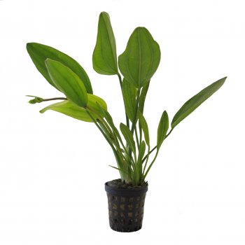 Echinodorus osiris im Topf