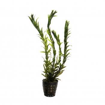 Egeria Densa im Topf