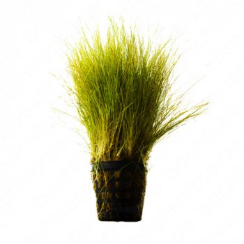 Eleocharis acicularis im Topf