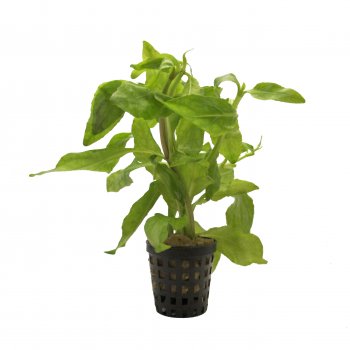 Gymnocoronis spilanthoides im Topf