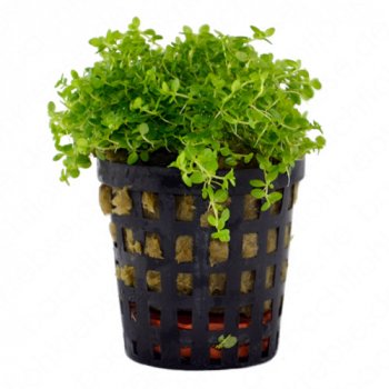 Hemianthus callitrichoides Cuba im Topf