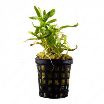 Heteranthera zosterifolia im Topf