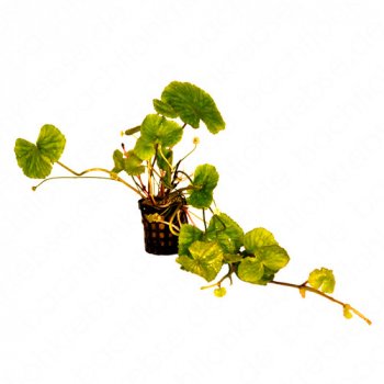 Hydrocotyle leucocephala im Topf