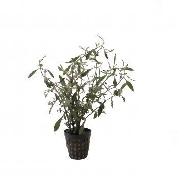 Hygrophila angustifolia im Topf