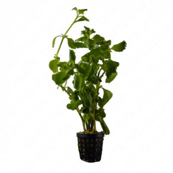 Hygrophila difformis im Topf