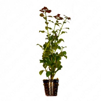 Hygrophila polysperma Rosae im Topf