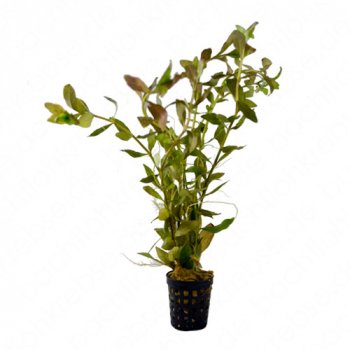 Hygrophila polysperma Rosae im Topf_1