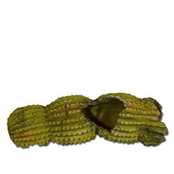 Kaktus H�hle 24x7x8cm