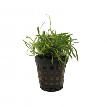 Lilaeopsis brasiliensis im Topf