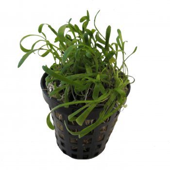 Lilaeopsis novae zelandiae im Topf