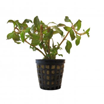 Ludwigia repens im Topf