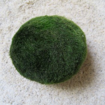 Mooskugel mittel: 5-7 cm