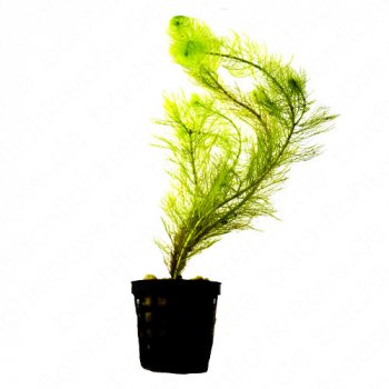 Myriophyllum Aquaticum im Topf