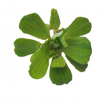 Pistia Stratiotes