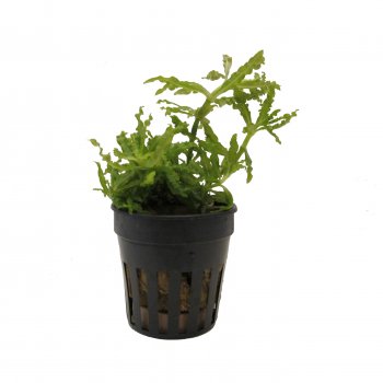 Pogostemon helferi im Topf