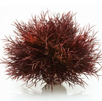 Seelilie Dekoration f�r biOrb Aquarien