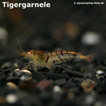 Tigergarnele / Tigerzwerggarnele_1