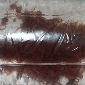 Tubifex 25x90ml Lebendfutter