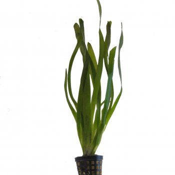 Vallisneria americana im Topf