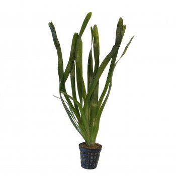 Vallisneria gigantea im Topf