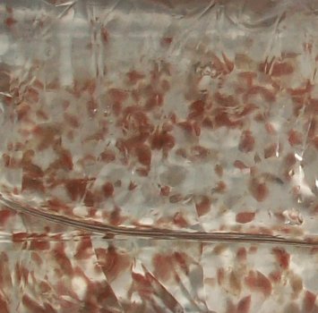 Daphnia 25x90ml Lebendfutter