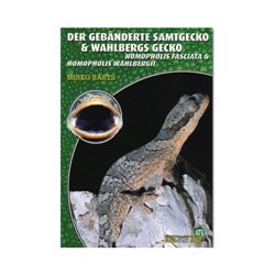 Der geb�nderte Samtgecko & Wahlbergs Gecko