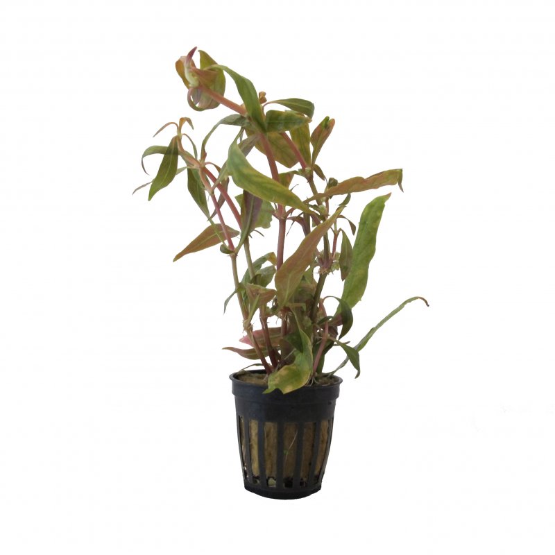 Alternanthera lilacina im Topf