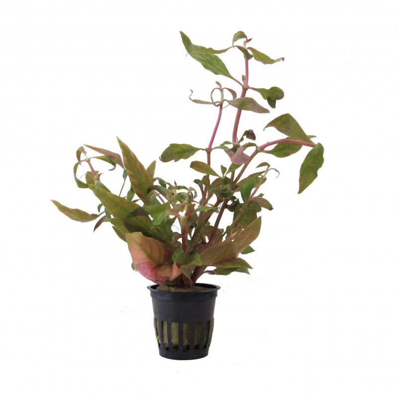 Alternanthera rosaefolia im Topf