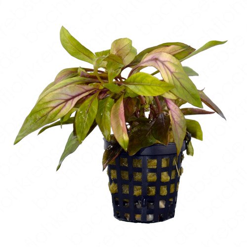Alternanthera bettzickiana im Topf