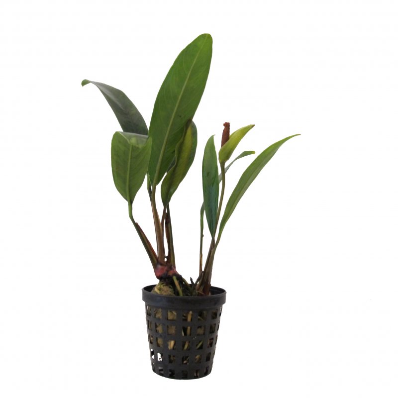 Anubias Afzelii im Topf