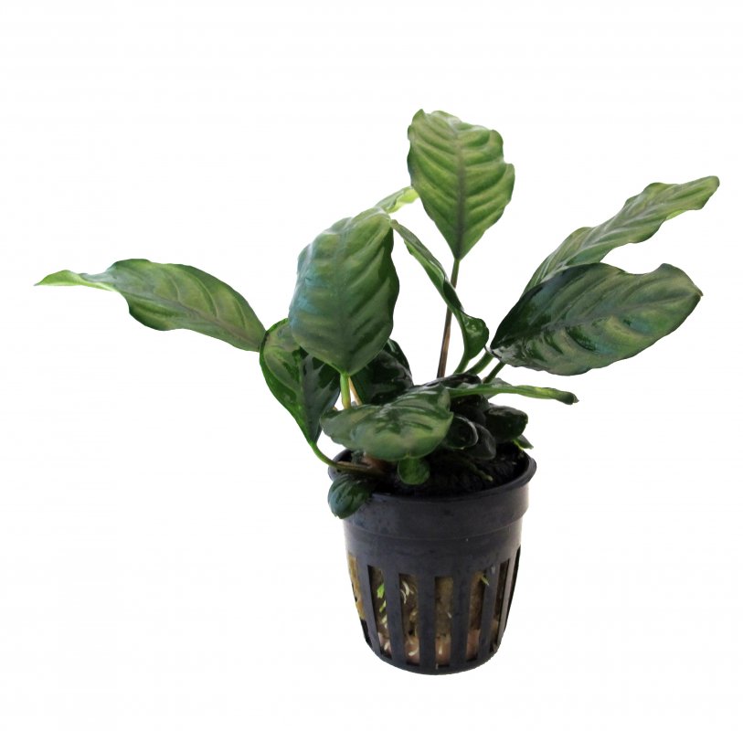 Anubias barteri var. barteri im Topf