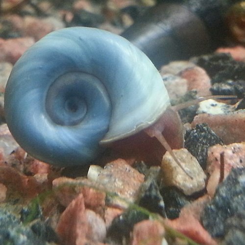 Blaue Posthornschnecke direkt hier bestellen