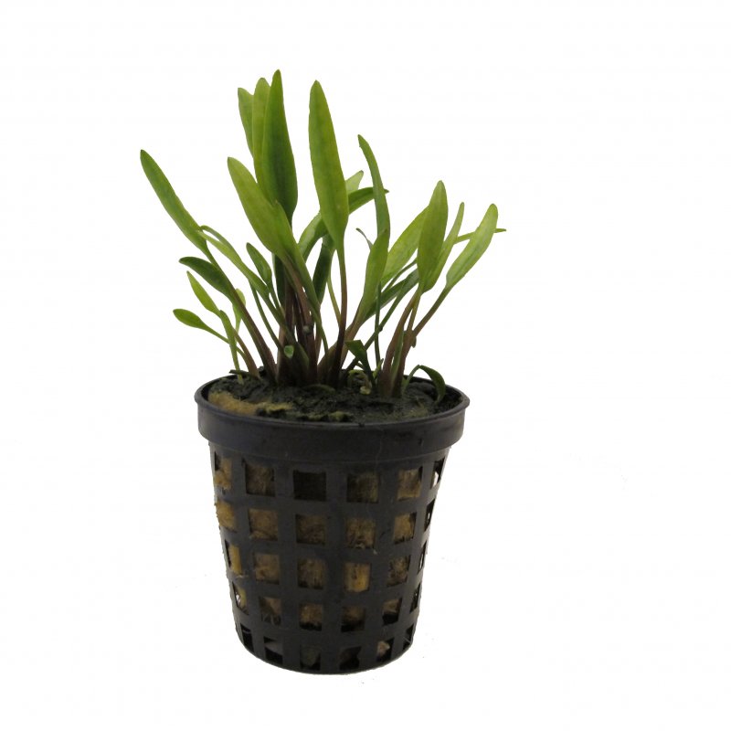 Cryptocoryne parva im Topf